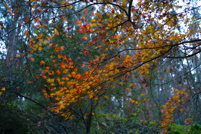 Leaves in Sky